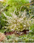 Спірея сливолиста Голдфаєр | Spiraea prunifolia Goldfire | Спирея сливолистная Голдфаер